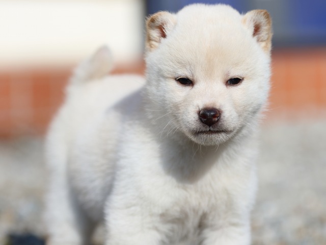 FP5A8749-puppy FP5A8749-puppy
