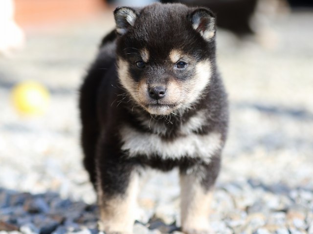 FP5A8751-puppy FP5A8751-puppy