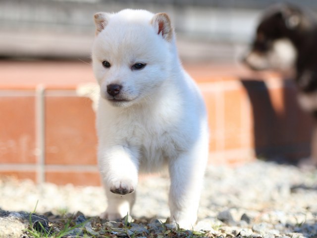 FP5A8763-puppy FP5A8763-puppy