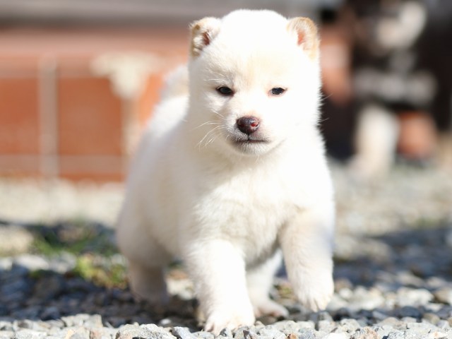 FP5A8768-puppy FP5A8768-puppy