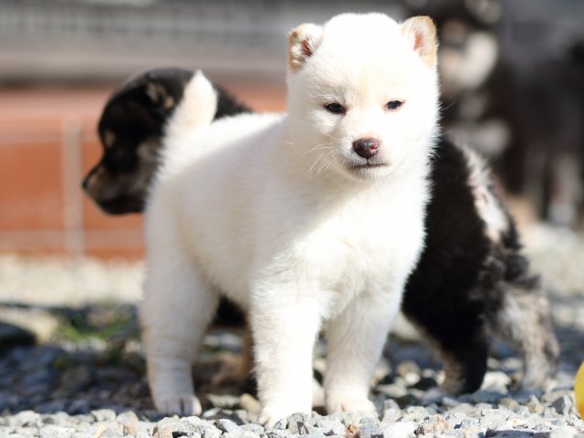 FP5A8778-puppy FP5A8778-puppy