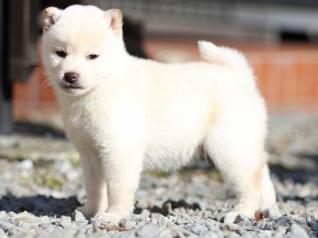 FP5A8802-puppy FP5A8802-puppy