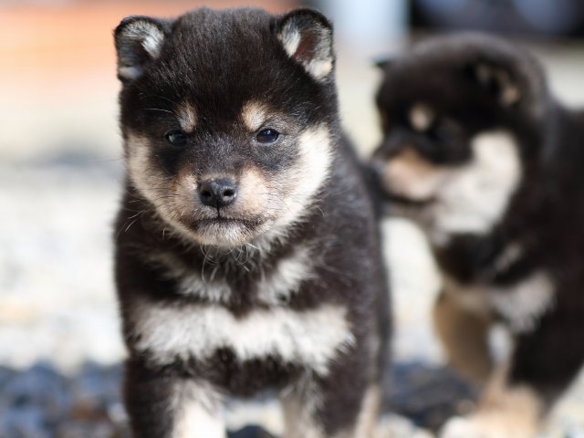FP5A8819-puppy FP5A8819-puppy