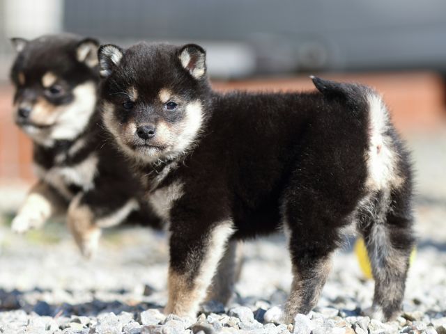 FP5A8821-puppy FP5A8821-puppy