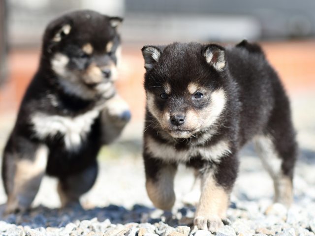FP5A8822-puppy FP5A8822-puppy