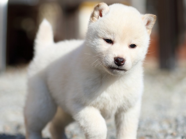 FP5A8832-puppy FP5A8832-puppy
