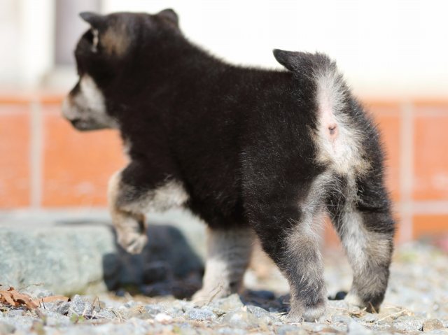 FP5A8840-puppy FP5A8840-puppy