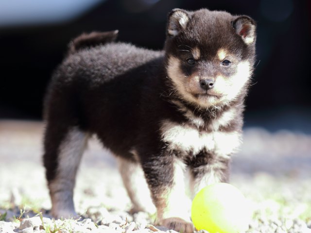 FP5A8888-puppy FP5A8888-puppy