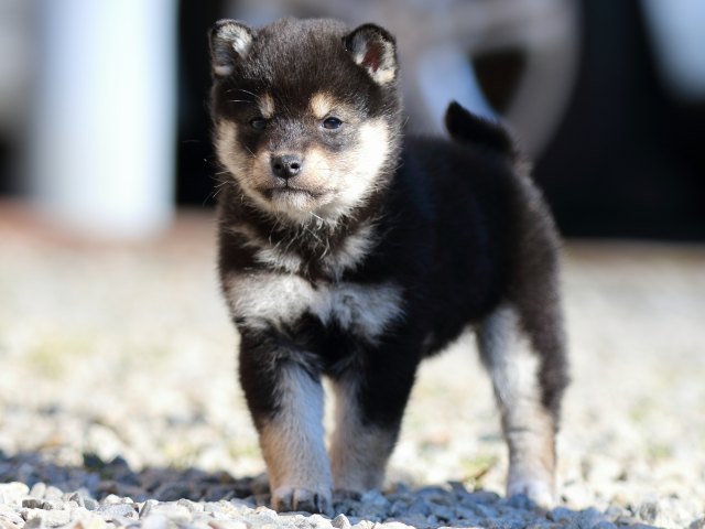 FP5A8897-puppy FP5A8897-puppy