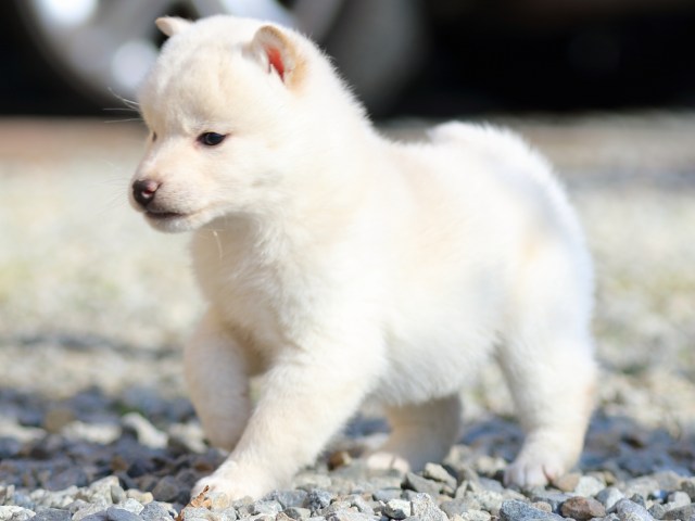 FP5A9226-puppy FP5A9226-puppy