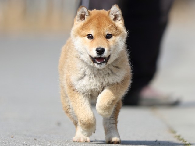 FP5A9959-puppy FP5A9959-puppy