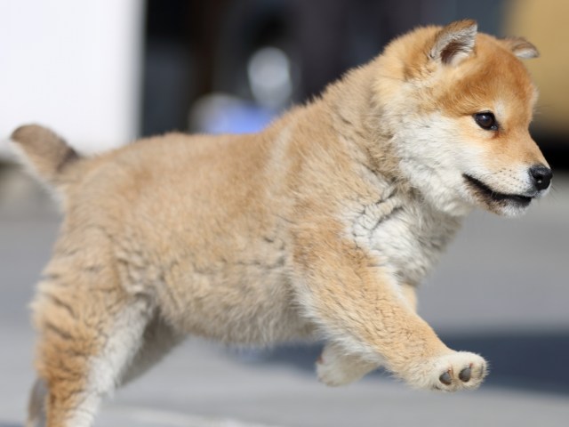 FP5A9974-puppy FP5A9974-puppy