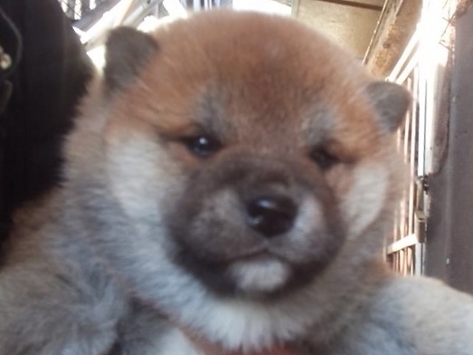 00000004-puppy 00000004-puppy
