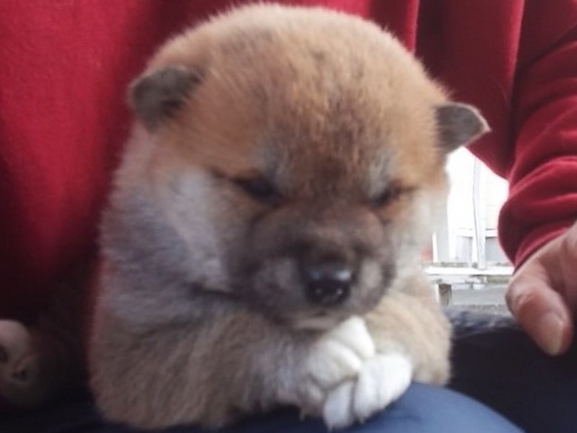 00000005-puppy 00000005-puppy