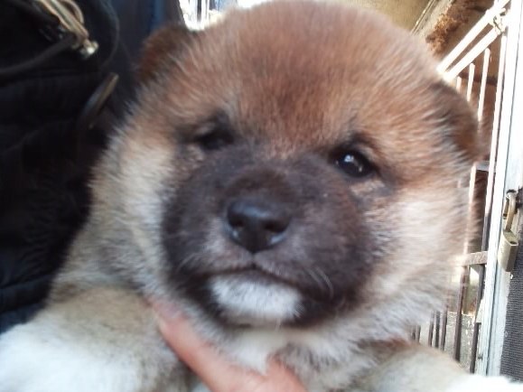 00000006-puppy 00000006-puppy