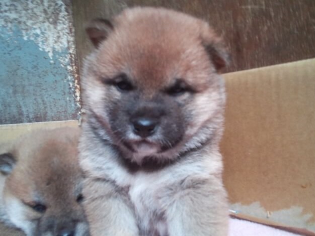 00000007-puppy 00000007-puppy