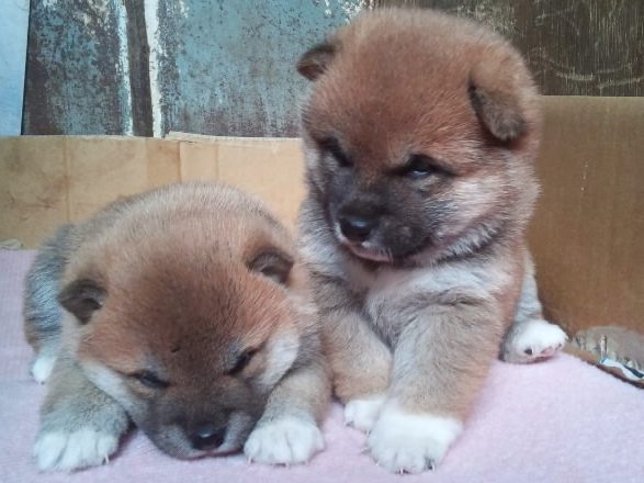 00000008-puppy 00000008-puppy