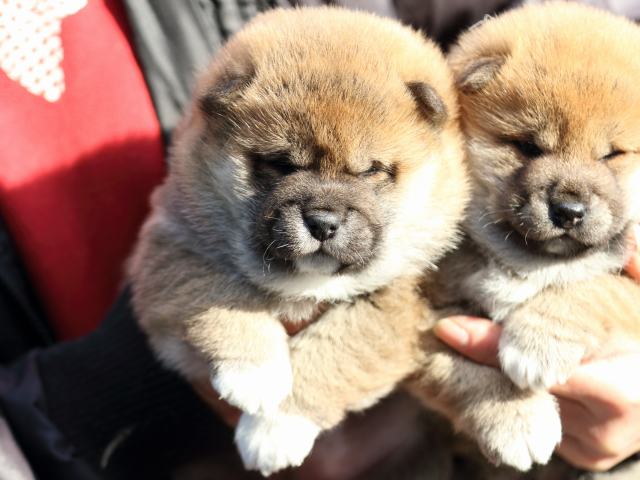 2015.12.19aka-osu-puppy 2015.12.19aka-osu-puppy