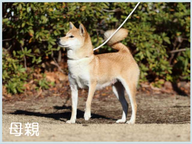 2015.12.21母蛇犬の羽奈号 2015.12.21母蛇犬の羽奈号