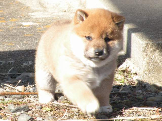 DSCN1054-puppy DSCN1054-puppy