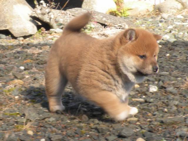 DSCN1081-puppy DSCN1081-puppy