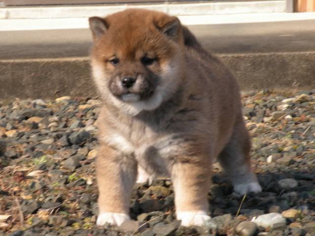 DSCN1096-puppy DSCN1096-puppy