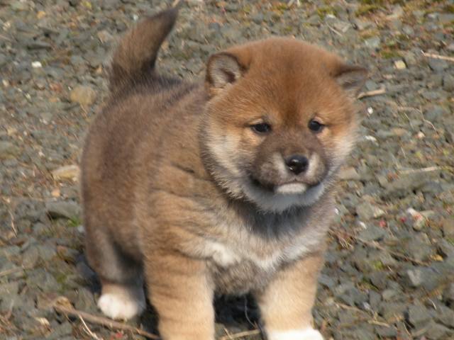 DSCN1097-puppy DSCN1097-puppy