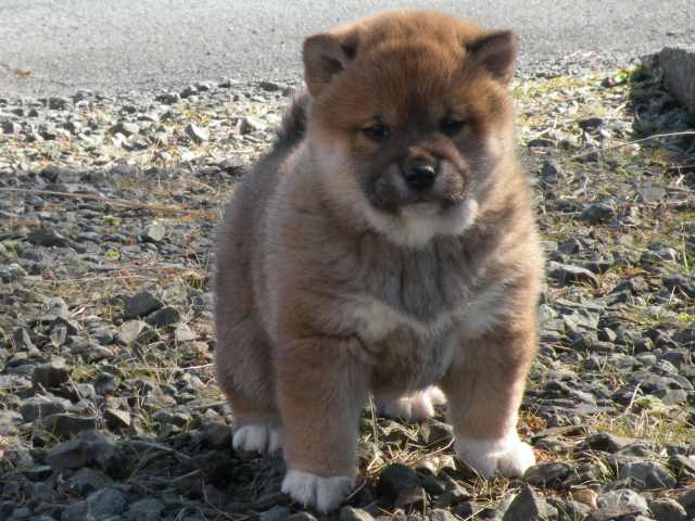 DSCN1102-puppy DSCN1102-puppy