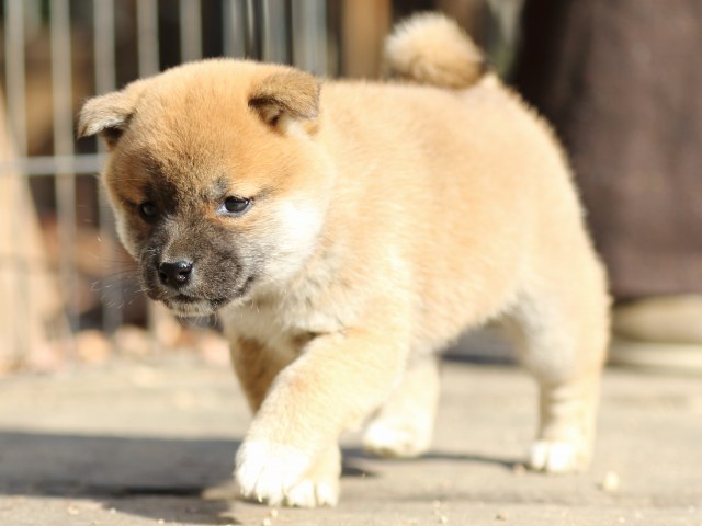 FP5A0018-puppy FP5A0018-puppy