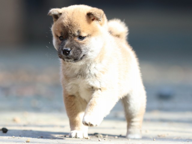 FP5A0031-puppy FP5A0031-puppy