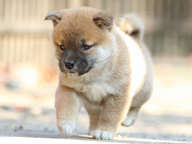 FP5A0053-puppy FP5A0053-puppy
