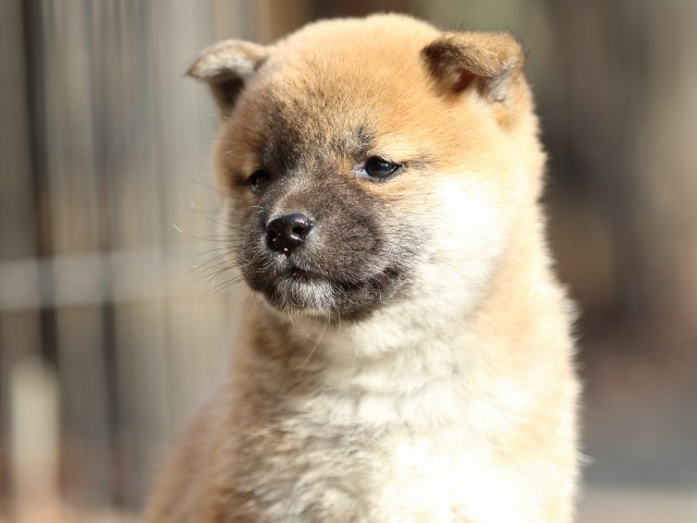 FP5A0075-puppy FP5A0075-puppy