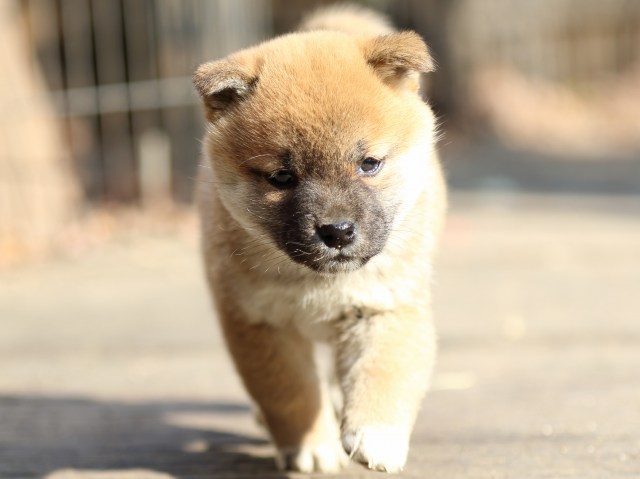 FP5A0085-puppy FP5A0085-puppy