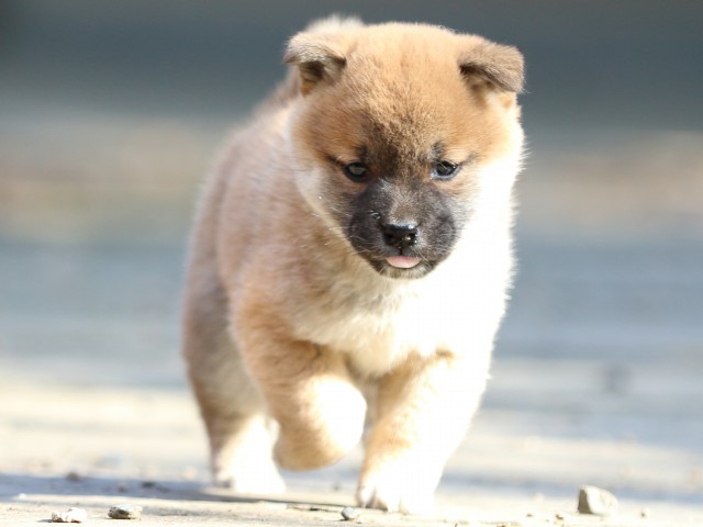 FP5A0097-puppy FP5A0097-puppy
