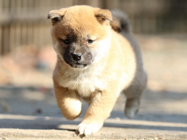 FP5A0107-puppy FP5A0107-puppy