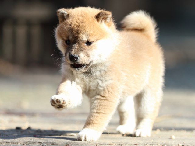 FP5A0135-puppy FP5A0135-puppy