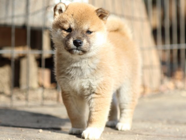 FP5A0151-puppy FP5A0151-puppy