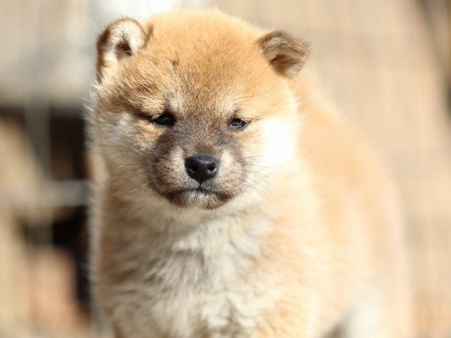 FP5A0172-puppy FP5A0172-puppy