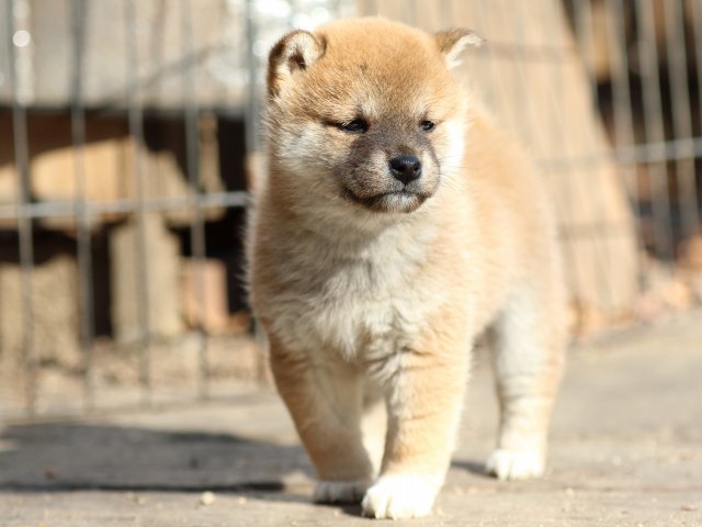 FP5A0185-puppy FP5A0185-puppy