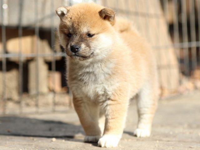 FP5A0188-puppy FP5A0188-puppy
