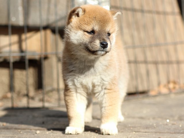 FP5A0190-puppy FP5A0190-puppy