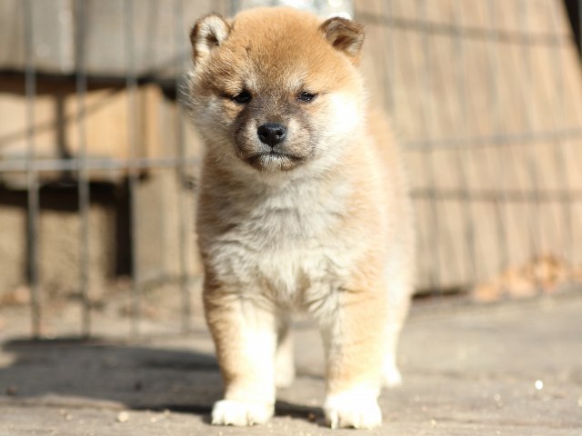 FP5A0198-puppy FP5A0198-puppy