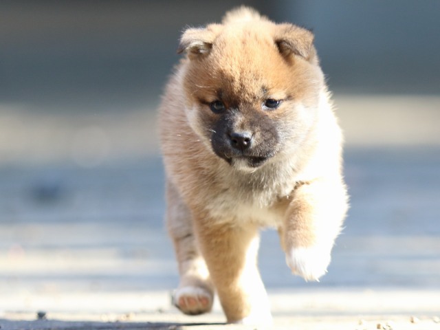 FP5A0214-puppy FP5A0214-puppy