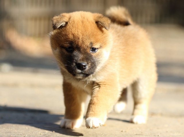 FP5A0222-puppy FP5A0222-puppy
