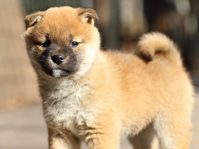 FP5A0226-puppy FP5A0226-puppy