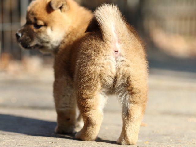 FP5A0230-puppy FP5A0230-puppy