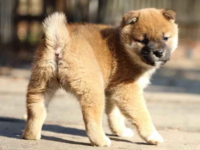 FP5A0240-puppy FP5A0240-puppy