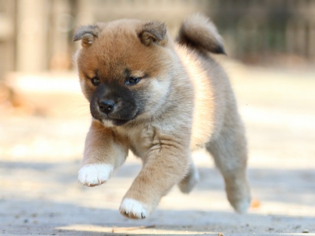 FP5A0269-puppy FP5A0269-puppy