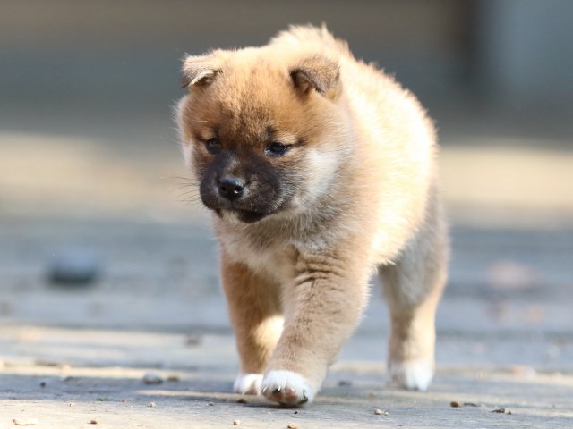FP5A0284-puppy FP5A0284-puppy