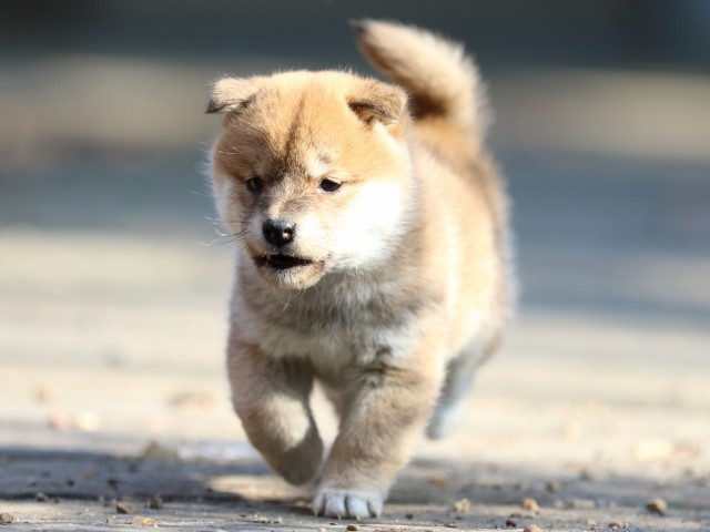 FP5A0344-puppy FP5A0344-puppy